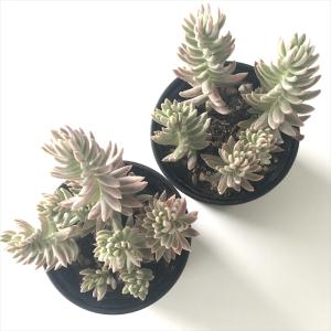 多肉植物 hmセダム カメレオン錦 多肉植物 ...の詳細画像2