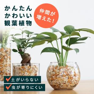 選べる観葉植物 ハイドロカルチャー ゼオライト ガラス容器 土を使わない 水耕栽培 インテリアグリー...