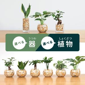 観葉植物 選べる観葉植物 ハイドロカルチャー ...の詳細画像2