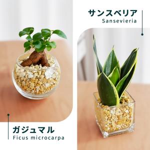 観葉植物 選べる観葉植物 ハイドロカルチャー ...の詳細画像4