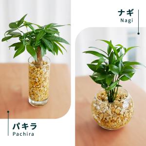 観葉植物 選べる観葉植物 ハイドロカルチャー ...の詳細画像5