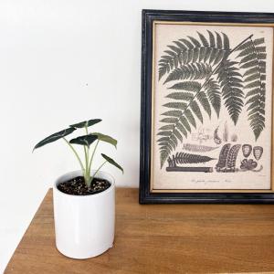 観葉植物 アロカシア ニンジャ 9cmポット ...の詳細画像2