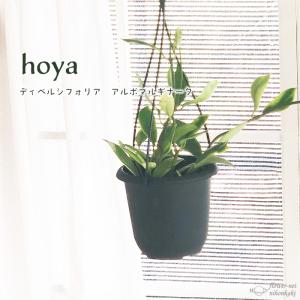 斑入り アガベ アテナータ レイオブライト 4号 ポット 多肉植物 観葉