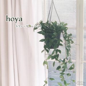 日本花キ流通 予約販売 観葉植物 ホヤ デシプラエ 4号 吊り鉢 吊り下げ
