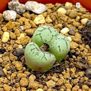 リトープス　太紋タイプ 日本花キ流通 多肉植物 asリトープス 太古玉 多肉植物 リトープス
