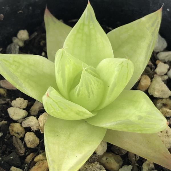 多肉植物 caハオルチア シンビフォルミス キサンタゴールド おもしろ多肉植物 7.5cmポット