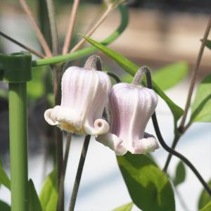 クレマチス 流星（りゅうせい）栽培セット 4.5号サイズ2年生ポット苗