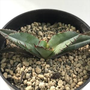 アガベ　超大株　アメリカーナメディオピクタアルバ　華厳 57f680f60a2b268e1fd92d21eb6154