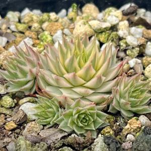 センペルビウム輸入 スロバキア Cancer センペルビウム輸入 スロバキア Cancer - メルカリ