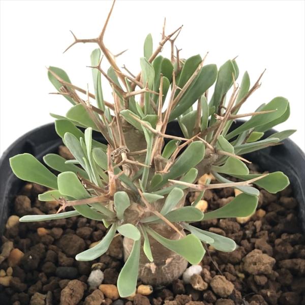 多肉植物 caオトンナ ユーフォルビオイデス 多肉植物 コーデックス 9cmポット