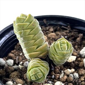球根植物： ハエマンサス ヒルスタス*葉幅19cm 現品！一品限り : 遊恵