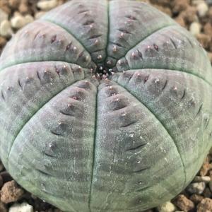 多肉植物：アガベ 笹の雪白虎斑 極氷山*9.5cm 現品 一品限り : 遊恵