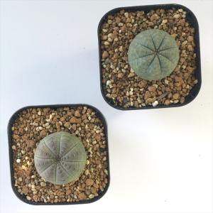 多肉植物 caユーフォルビア オベサ 9cmポ...の詳細画像2