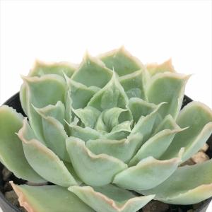 多肉植物：ユーフォルビア オベサ*幅8cm 現品！一品限り : 遊恵盆栽