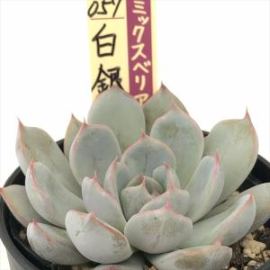 多肉植物 oriミックスベリア No.026 ブルーベリームーン おらいさん苗