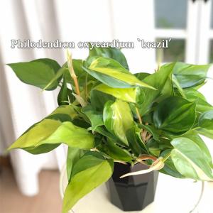 日本花キ流通 観葉植物 フィロデンドロン セローム ゴールドリーフ 6号