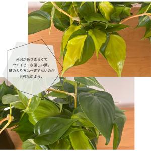 観葉植物 フィロデンドロン オキシカルジューム...の詳細画像1