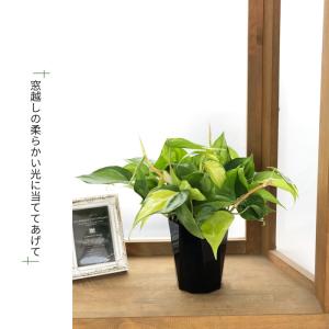 観葉植物 フィロデンドロン オキシカルジューム...の詳細画像2