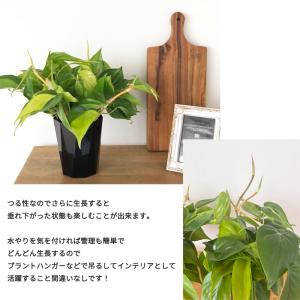 観葉植物 フィロデンドロン オキシカルジューム...の詳細画像3