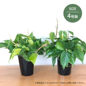 観葉植物 フィロデンドロン オキシカルジューム...の詳細画像4