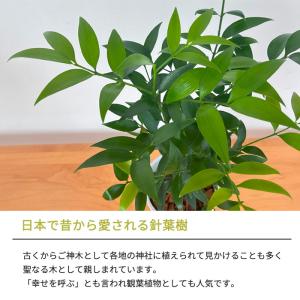 観葉植物 梛 ナギ 4号鉢 なぎ まもりの樹 ...の詳細画像1
