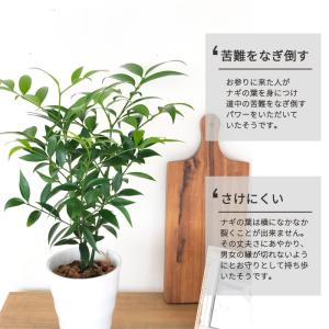 観葉植物 梛 ナギ 4号鉢 なぎ まもりの樹 ...の詳細画像2