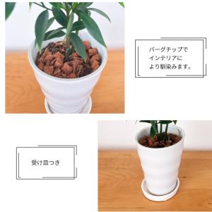 観葉植物 梛 ナギ 4号鉢 なぎ まもりの樹 ...の詳細画像3