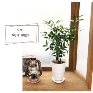 観葉植物 梛 ナギ 4号鉢 なぎ まもりの樹 ...の詳細画像4
