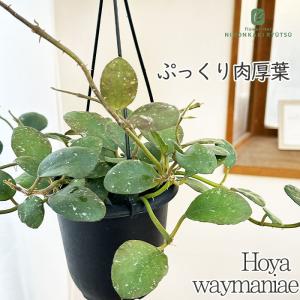 観葉植物：フペルジア グリーンゴエベリー*吊り鉢 Huperzia シダ植物