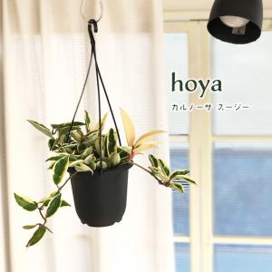 hoya ホヤ bordenii 3号 吊り鉢 楽天市場】観葉植物 ホヤ オデッティア