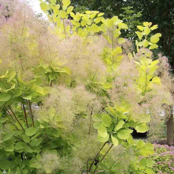 予約販売 スモークツリー ゴールデンスピリット 12cmポット 登録品種 送料無料 庭木 苗木 花木...