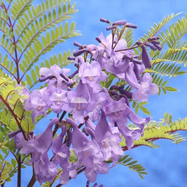 予約販売 ジャカランダ 日南のめぐみ 21cmポット 送料無料 世界三大花木 苗木 花木 pwk 4...