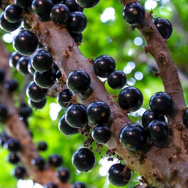 予約販売 強健大玉 ジャボチカバ 苗 15cmポット 送料無料 珍しい トロピカルフルーツ 熱帯果樹...