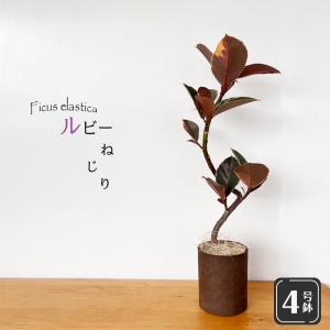 観葉植物：フペルジア グリーンゴエベリー*吊り鉢 Huperzia シダ植物