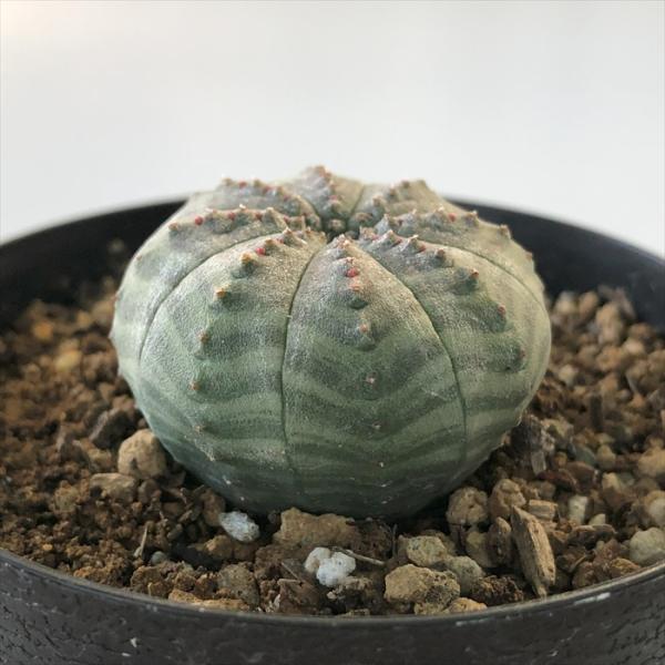 多肉植物 caユーフォルビア オベサ 7.5cmポット 多肉植物 ユーフォルビア コーデックス