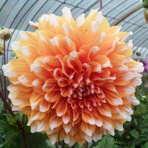 日本花キ流通 予約販売 ダリア 苗 銅葉ぷちダリア フレディー