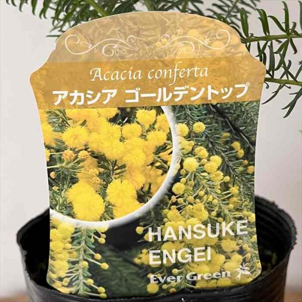 アカシア ゴールデントップ 9cmポット 庭木 苗木 花木 hnsa