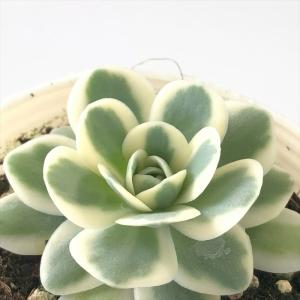 多肉植物 oriミックスベリア No.035 プリンセスティアラ おらいさん苗
