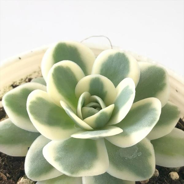 多肉植物 sbオロスタキス 富士 多肉植物 オロスタキス 7.5cmポット