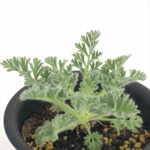 サボテン：フェロカクタス 紅裳竜*幅14cm 現品 一品限り : 遊恵盆栽