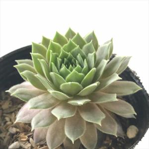 日本花キ流通 多肉植物 onセンペルビウム ブルーボーイ 9cmポット