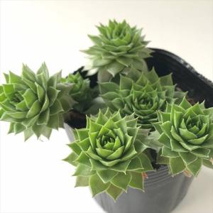日本花キ流通 多肉植物 ca アロエ ピランシー 実生 多肉植物 アロエ