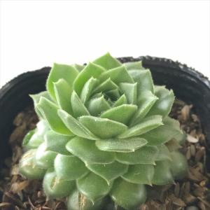 日本花キ流通 多肉植物 sfセンペルビウム キーライムキス 7.5cmポット
