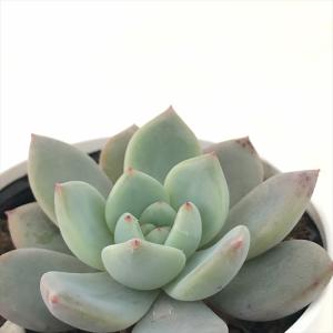 多肉植物 yukエケベリア ザラゴーサspノバ 優木園さんの苗 送料