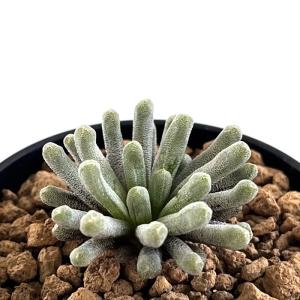 日本花キ流通 多肉植物 asリトープス 網目寿麗玉 多肉植物 リトープス