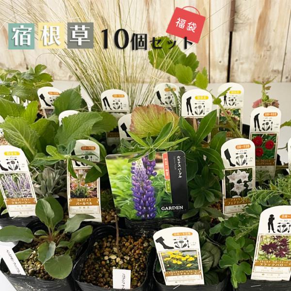 【お客様感謝祭】宿根草10個セット 福袋 送料無料多年草 ガーデニング 花苗 宿根草