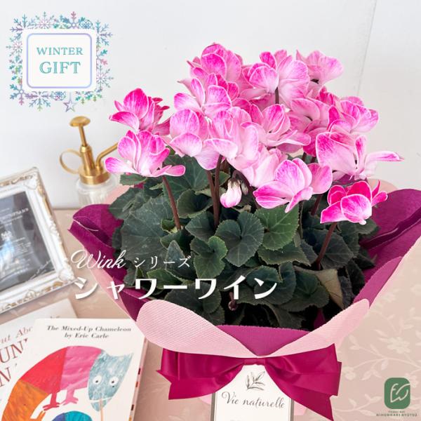 予約販売 シクラメン ウインク シャワーワイン 5号鉢 送料無料 ラッピング付き さかもと園芸 冬ギ...