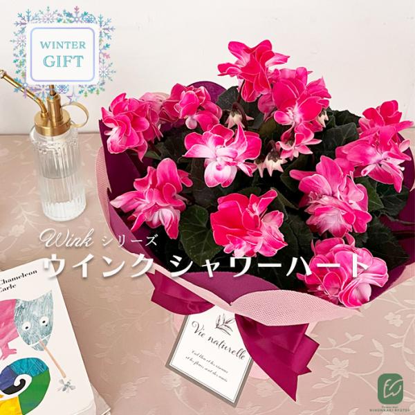 予約販売 シクラメン ウインク シャワーハート 5号鉢 送料無料 ラッピング付き さかもと園芸 冬ギ...