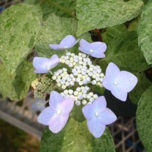 日本花キ流通 予約販売 山アジサイ 清澄沢 9cmポット 苗 花苗 苗木 山