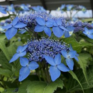 日本花キ流通 山アジサイ 王冠 10.5cmポット ヤマアジサイ 苗 花苗